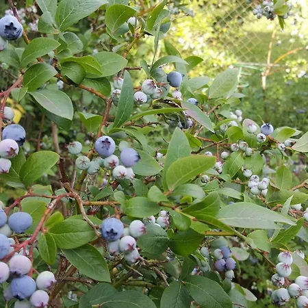 Nad Jeziorem Bystrzyna Domek letniskowy Świdwin