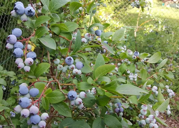 Nad Jeziorem Bystrzyna ロッジ Świdwin
