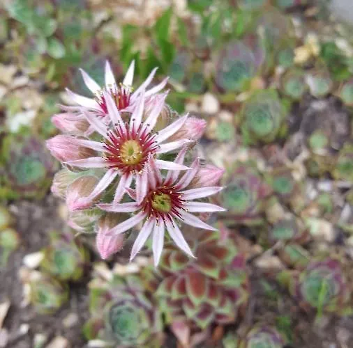 ロッジ Nad Jeziorem Bystrzyna